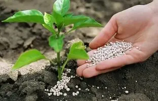 کود حیوانی بهتر است یا کود شیمیایی؟