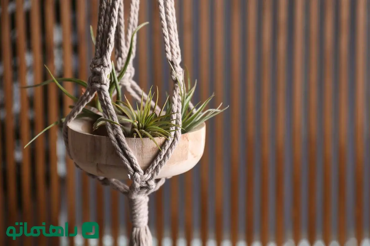 گیاهی که بدون خاک زنده است ؛ بهترین گیاهان هوازی برای آپارتمان و نحوه نگهداری از آن ها