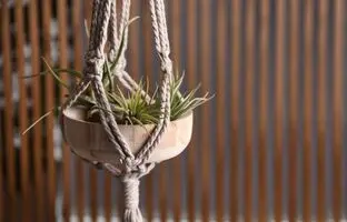 گیاهی که بدون خاک زنده است ؛ بهترین گیاهان هوازی برای آپارتمان و نحوه نگهداری از آن ها