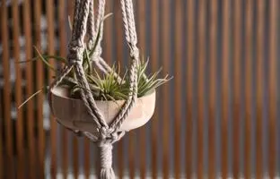 گیاهی که بدون خاک زنده است ؛ بهترین گیاهان هوازی برای آپارتمان و نحوه نگهداری از آن ها