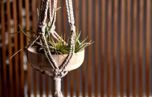 گیاهی که بدون خاک زنده است ؛ بهترین گیاهان هوازی برای آپارتمان و نحوه نگهداری از آن ها