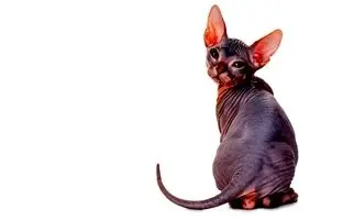 قرار است چه بلایی سر گربه‌ها و ما بیاید؟ 