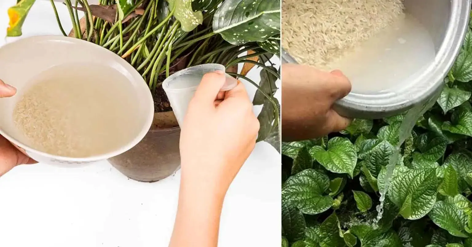  ۱۰ فایده آب برنج برای گیاهان(+طرز استفاده)