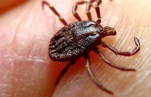 تب کریمه چطور باعث مرگ می‌شود؟