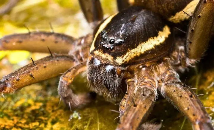بازگشت عنکبوت‌های غول‌پیکر که روی آب راه می‌روند