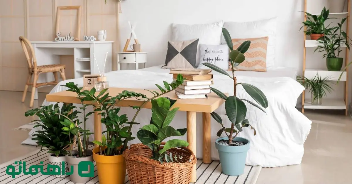 16 گیاه آپارتمانی برای متحول کردن دکوراسیون اتاق خواب