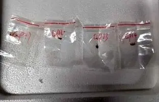 ماجرای قارچ خطرناک وارداتی از چین چیست؟ ماده‌ای کشنده‌ که می‌تواند سلاح بیولوژیکی باشد