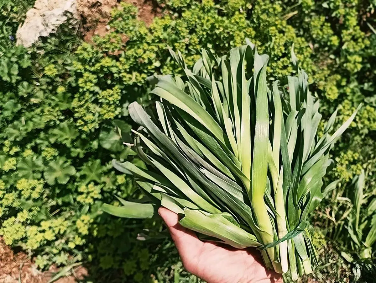 سیرموک چیست؟ چه غذاهایی می شود با آن درست کرد؟ 