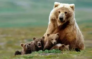 نشان‌گذاری خرس‌ها در جنگل + ویدئو