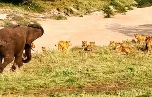 وقتی فیل تنها، ۲۰ شیر را فراری داد! +ویدئو