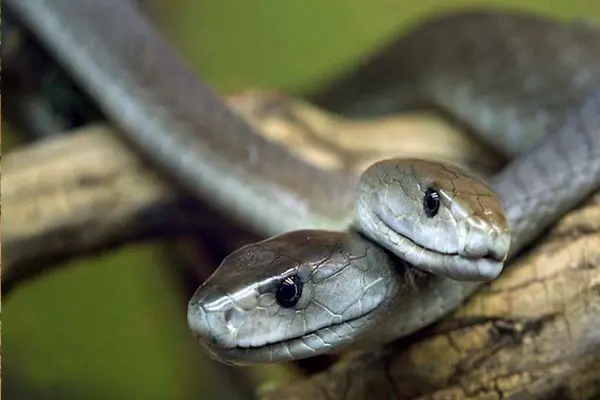 کشنده‌ترین مارهای جهان؛ از این 5 مار خطرناک فاصله بگیرید! 