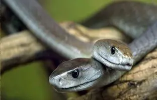 کشنده‌ترین مارهای جهان؛ از این 5 مار خطرناک فاصله بگیرید! 