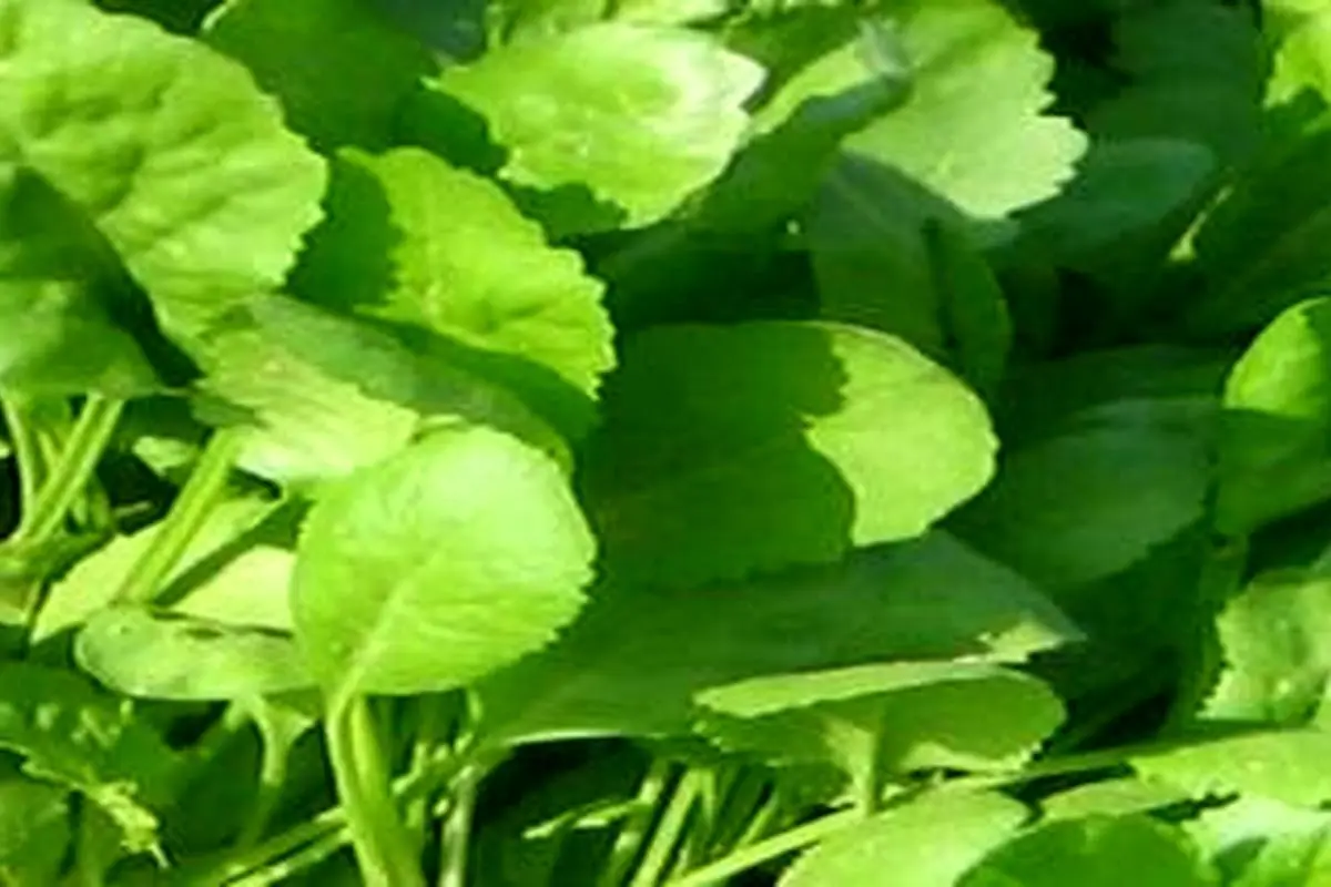 خواص شاهی(8 خاصیت بی نظیر)