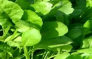 خواص شاهی(8 خاصیت بی نظیر)