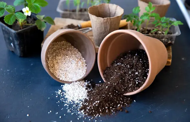 بهترین ترکیب خاک برای گیاهان آپارتمانی چیست؟