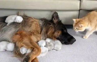 تعویض شیفت سگ مهربان با گربه برای نگهداری از بچه گربه‌ها + ویدئو