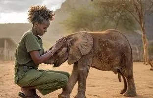 سکندری خوردن بچه فیل هنگام حمله به گردشگران + ویدئو