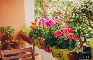 گیاهان آپارتمانی مناسب برای بالکن در فصل بهار
