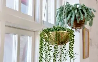 8 گیاه آویزی که هر خانه‌ را به باغی کوچک تبدیل می‌کنند!