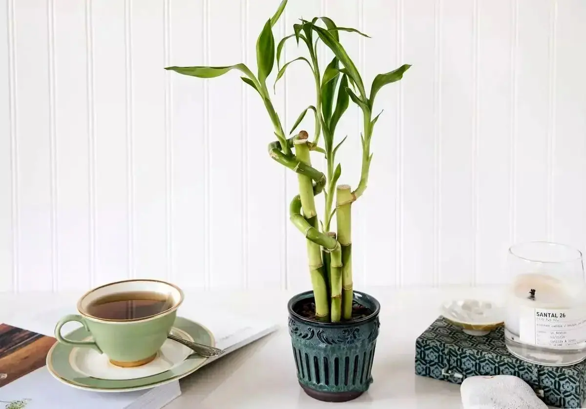  روش نگهداری بامبو لوتوس در منزل