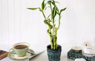  روش نگهداری بامبو لوتوس در منزل