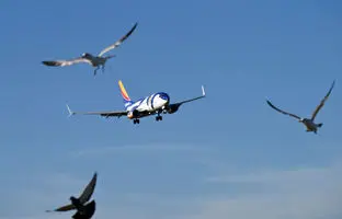  برخورد پرنده با بوئینگِ در حال فرود در مهرآباد + ویدئو