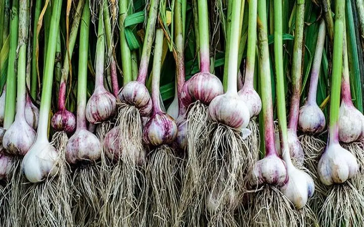 بزرگ‌ترین کشور تولیدکننده سیر در جهان؟ 