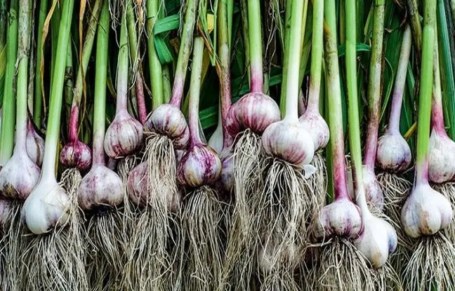 بزرگ‌ترین کشور تولیدکننده سیر در جهان؟ 