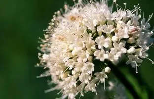 راهنمای نگهداری از گیاهان؛ سنبل‌الطیب، گیاهی برای دور کردن چشم زخم