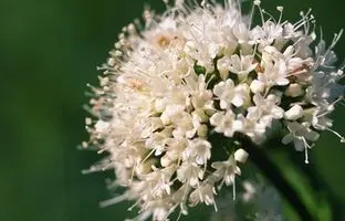 راهنمای نگهداری از گیاهان؛ سنبل‌الطیب، گیاهی برای دور کردن چشم زخم