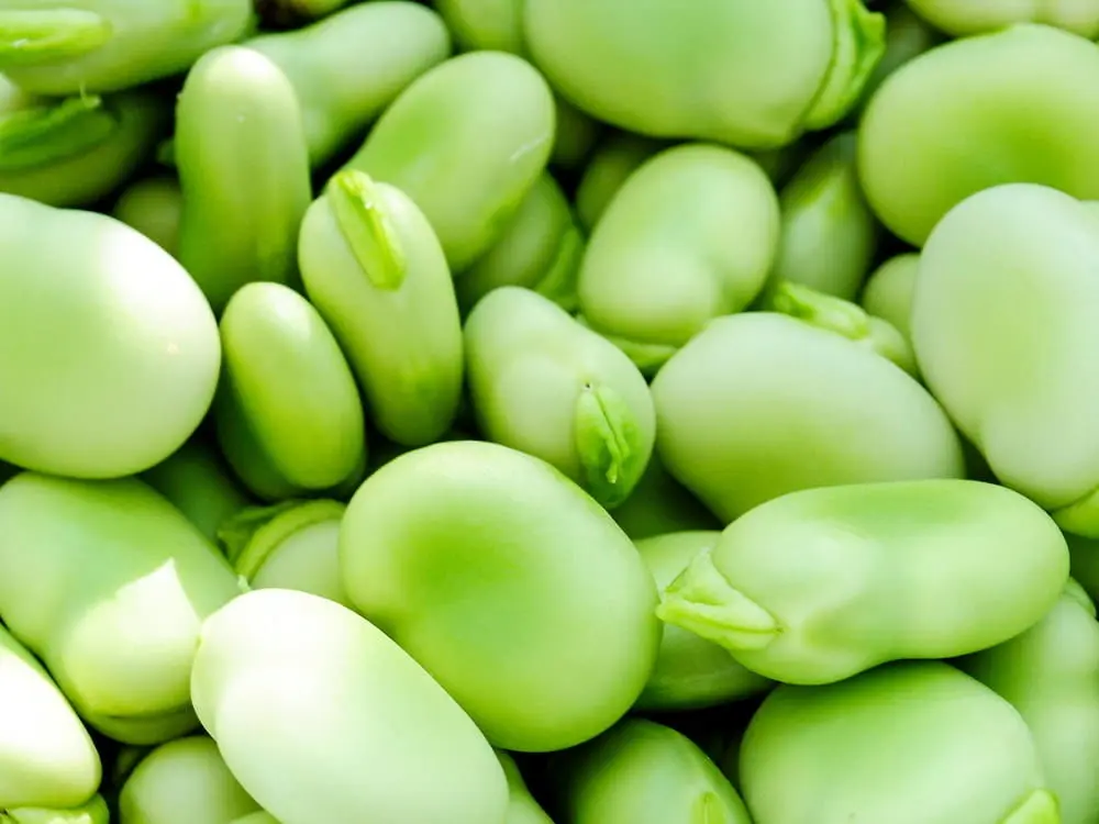 خوشمزه بپزید؛ چگونه باقلا را آماده کنیم، از پوست‌گیری تا خشک کردن بهینه