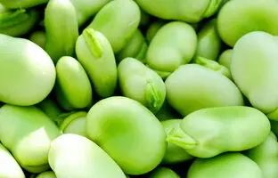 خوشمزه بپزید؛ چگونه باقلا را آماده کنیم، از پوست‌گیری تا خشک کردن بهینه