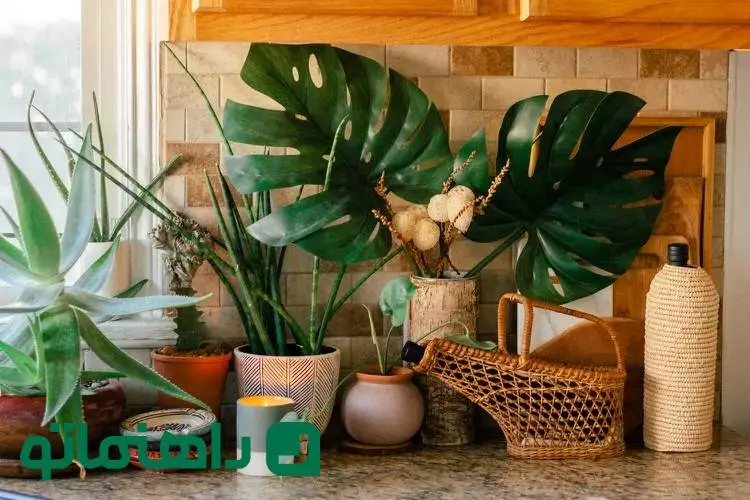 8 گیاه دوست‌داشتنی که آشپزخانه را دلنشین‌تر می‌کنند