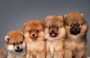  هزینه نگهداری یک سگ در خانه چقدر است؟ 