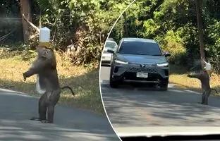 یک میمون پلیس راهنمایی و رانندگی شد! + ویدئو