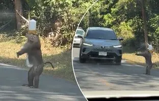 یک میمون پلیس راهنمایی و رانندگی شد! + ویدئو