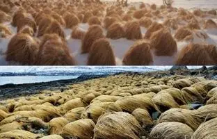عجیب‌ترین تصویر از گیاهی شبیه به موی سر انسان