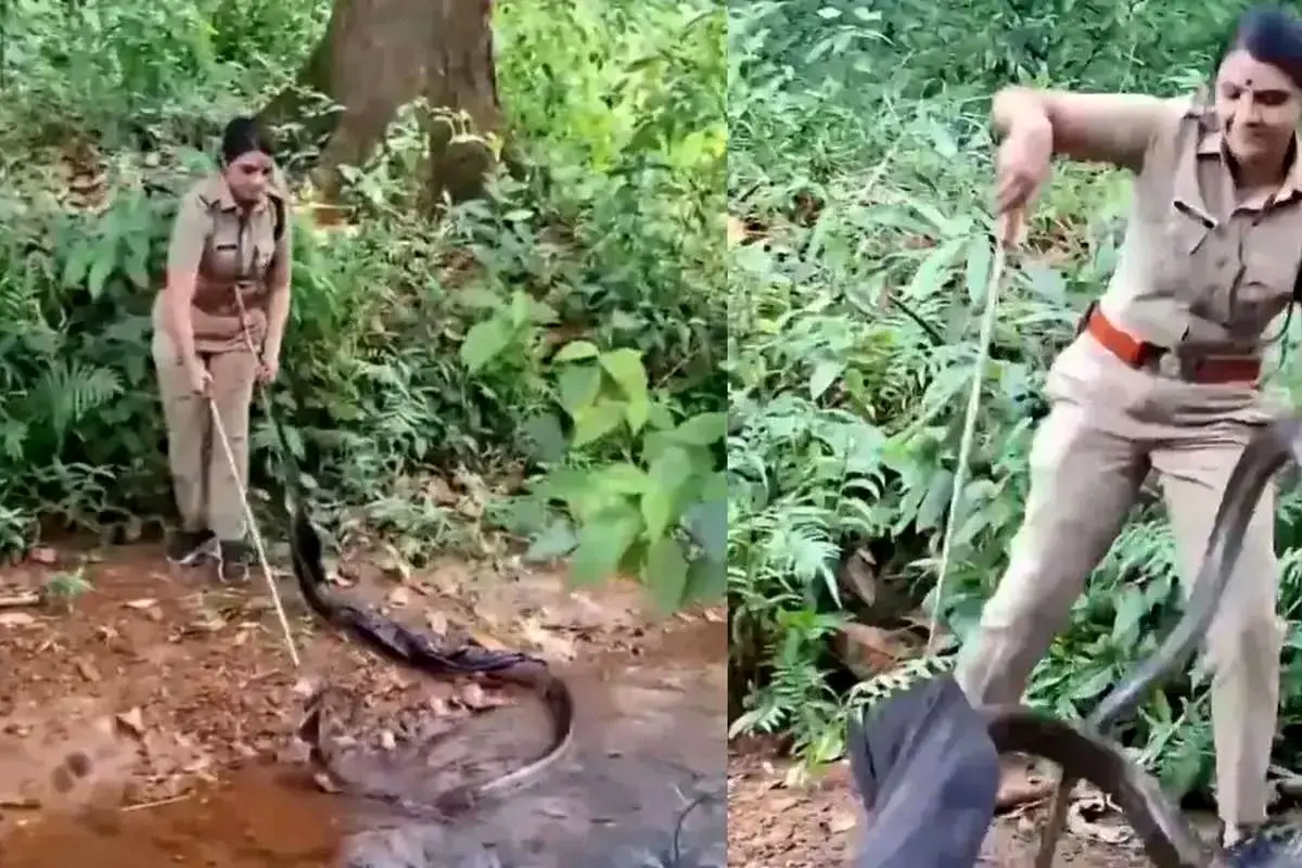 زن شجاع جنگلبان یک شاه‌کبرای ۵ متری را به‌تنهایی مهار کرد + ویدئو