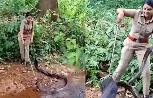 زن شجاع جنگلبان یک شاه‌کبرای ۵ متری را به‌تنهایی مهار کرد + ویدئو