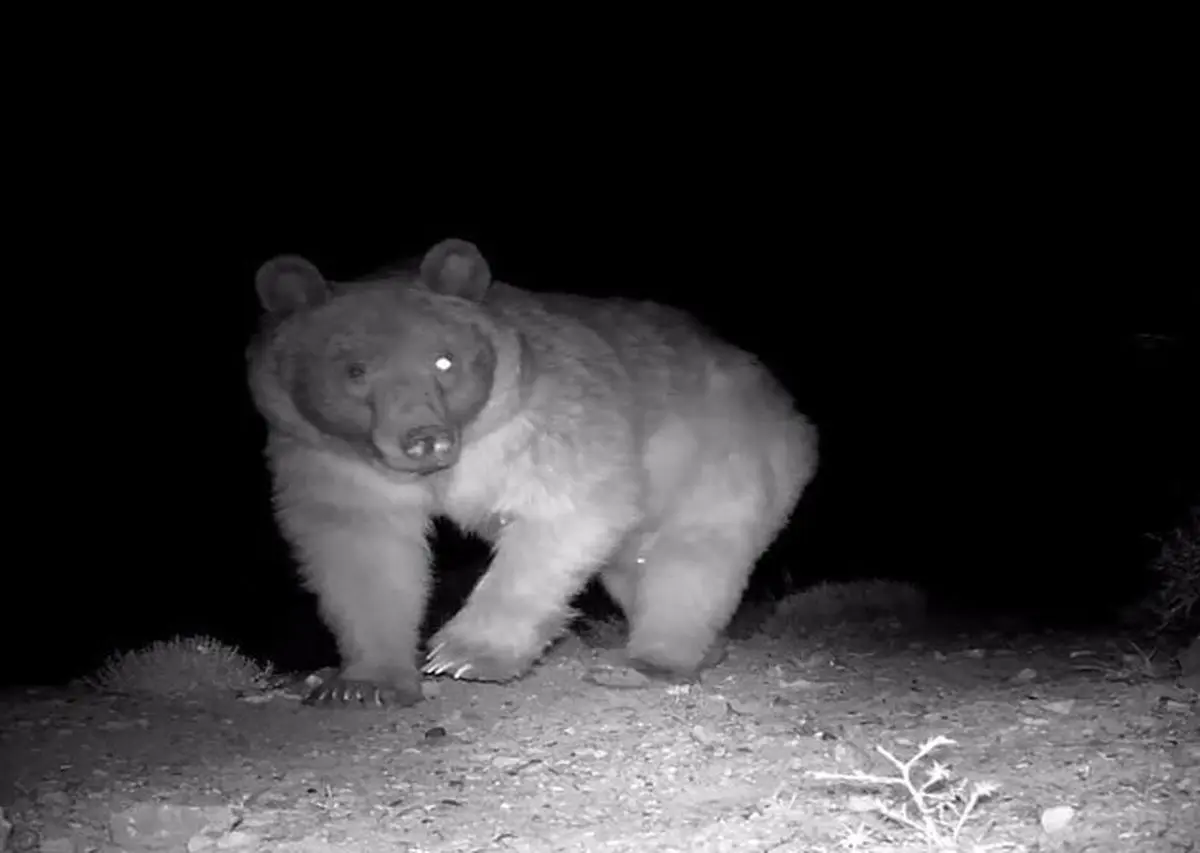 
توله خرس قهوه‌ای سوادکوه تلف شد
