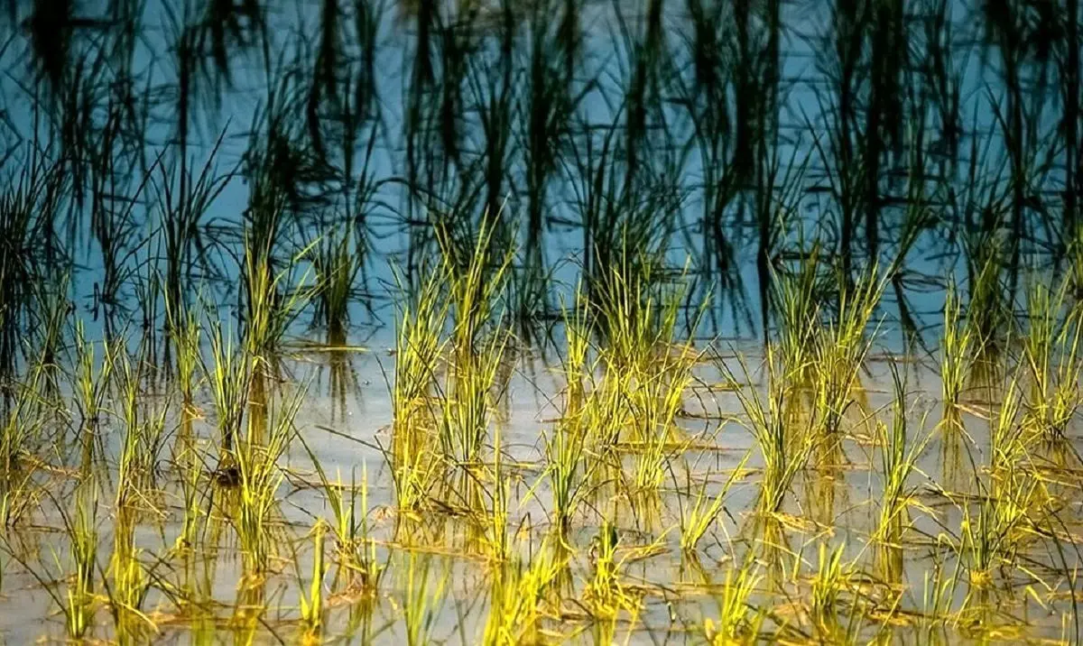 راهنمای سفر؛ ترسناک‌ترین درخت مازندران با جسد گرازهای آویزان! ؛ این تصویر ۱۳۰ ساله را ببینید 