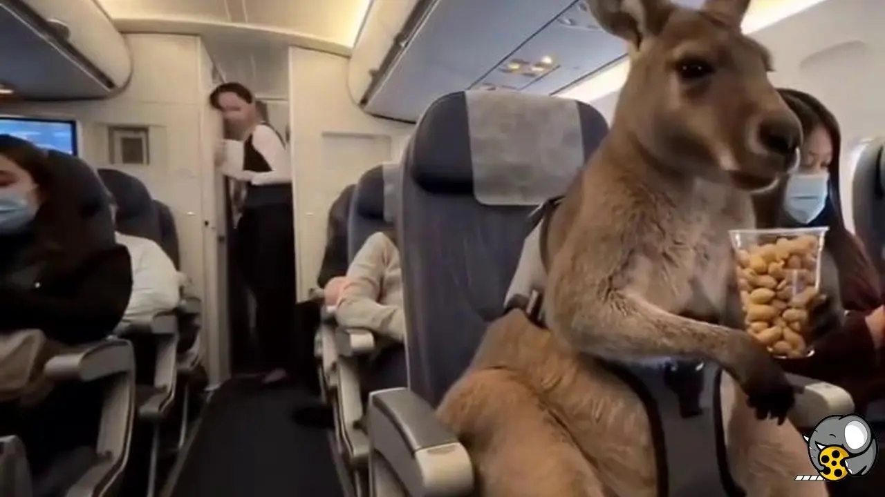 کانگوروی بلیط به دست و ویدئوهای جعلی هوش مصنوعی که جهان را فریب داد + ویدئو