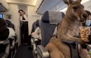 کانگوروی بلیط به دست و ویدئوهای جعلی هوش مصنوعی که جهان را فریب داد + ویدئو