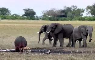 فیل شجاع، قهرمان نجات اسب‌های آبی از دست سگ‌های وحشی + ویدئو