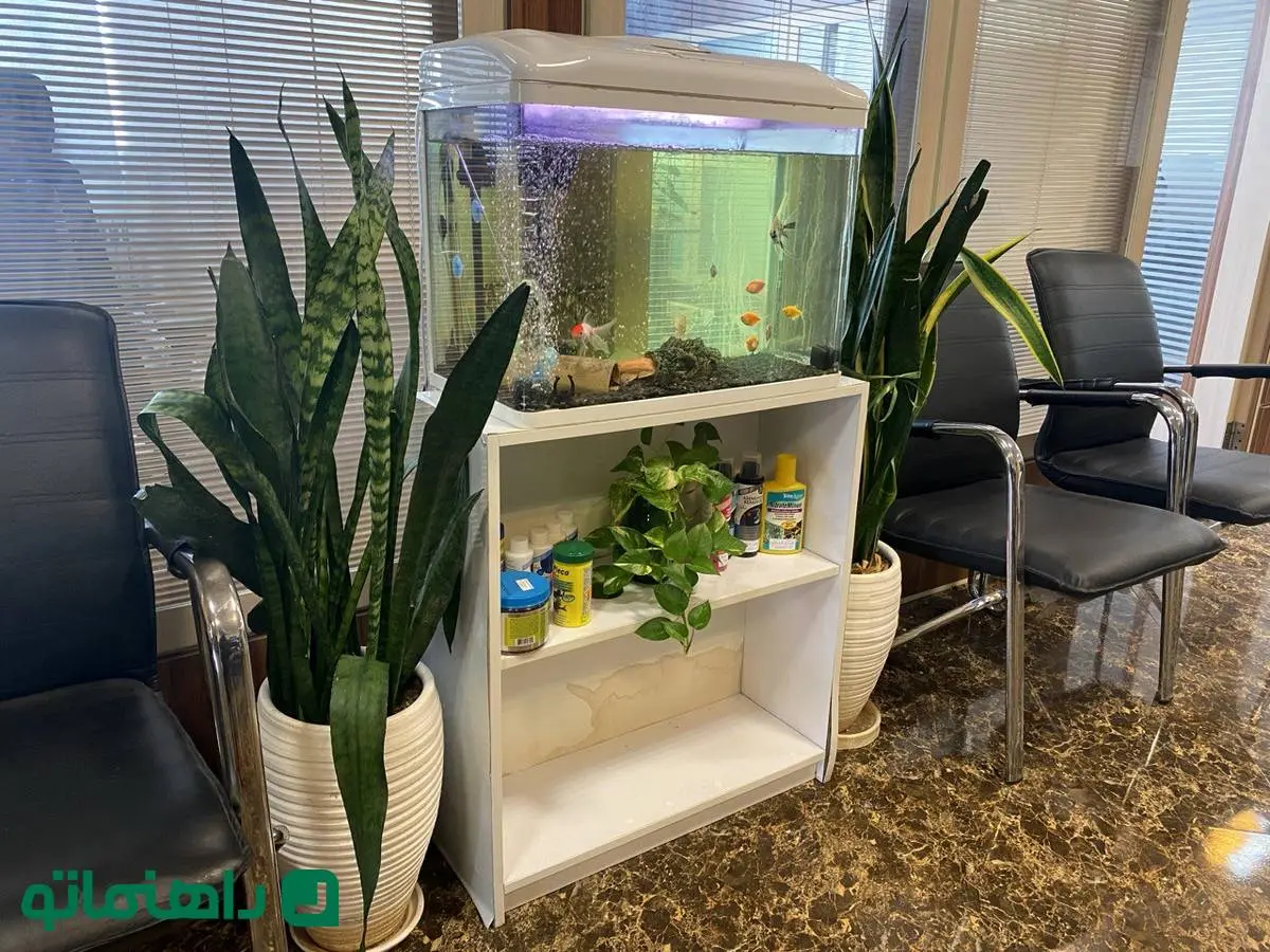 دکوراسیون سبز: گیاهان آپارتمانی مناسب برای روح بخشیدن به محل کار