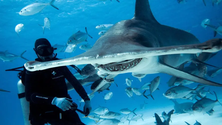 کمک دلهره‌آور به یک کوسه کله چکشی + ویدئو