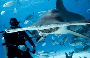 کمک دلهره‌آور به یک کوسه کله چکشی + ویدئو