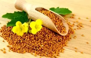 خواص شگفت انگیز گیاه خردل که از آن بی‌خبر هستید!