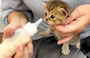 چرا شیر دادن به گربه‌ها اشتباه است؟