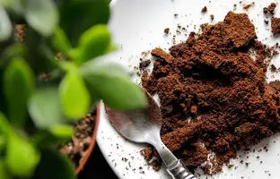  چرا ریختن تفاله قهوه در باغچه ایده‌ی خوبی است؟
